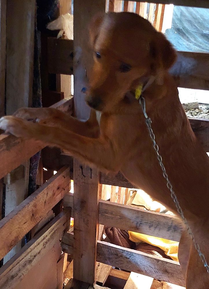Cão