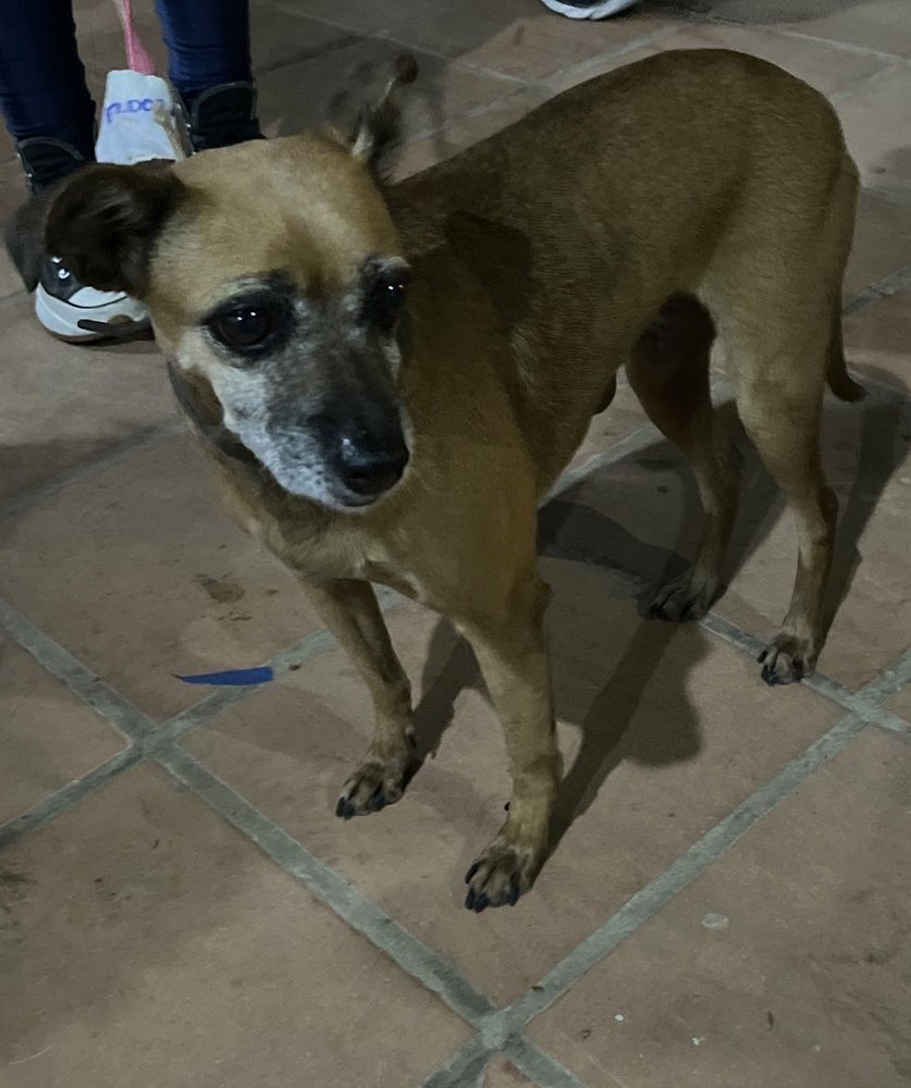Cão