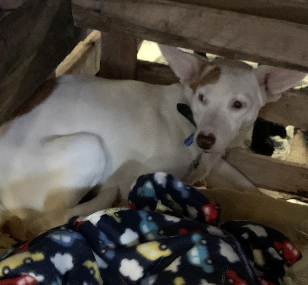 Cão