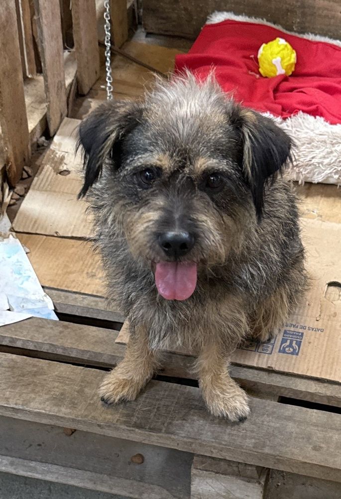 Cão