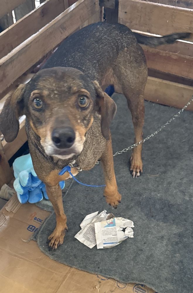 Cão