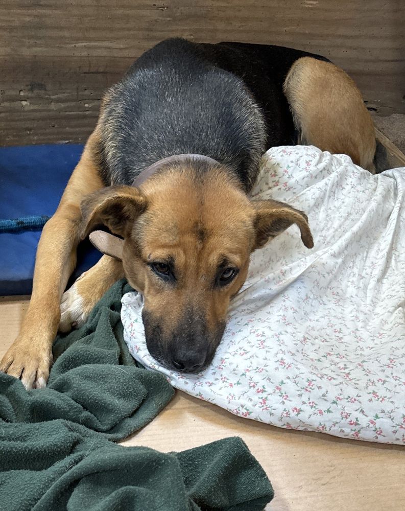 Cão