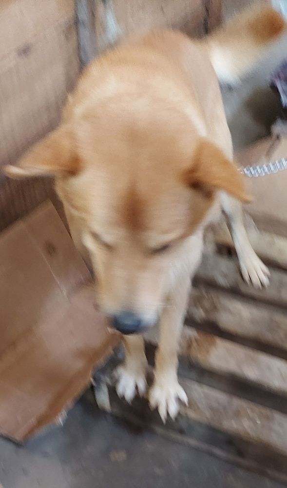Cão