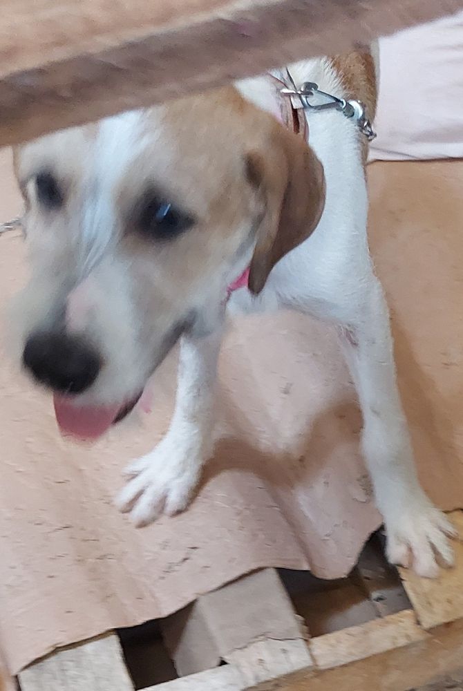 Cão