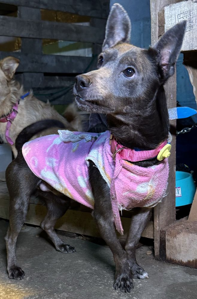 Cão