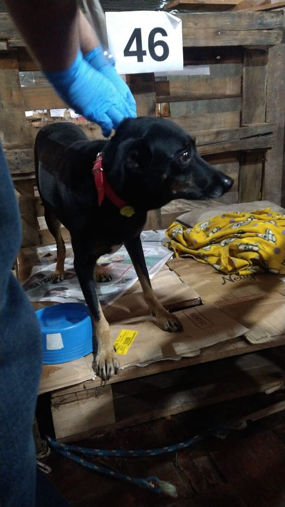 Cão