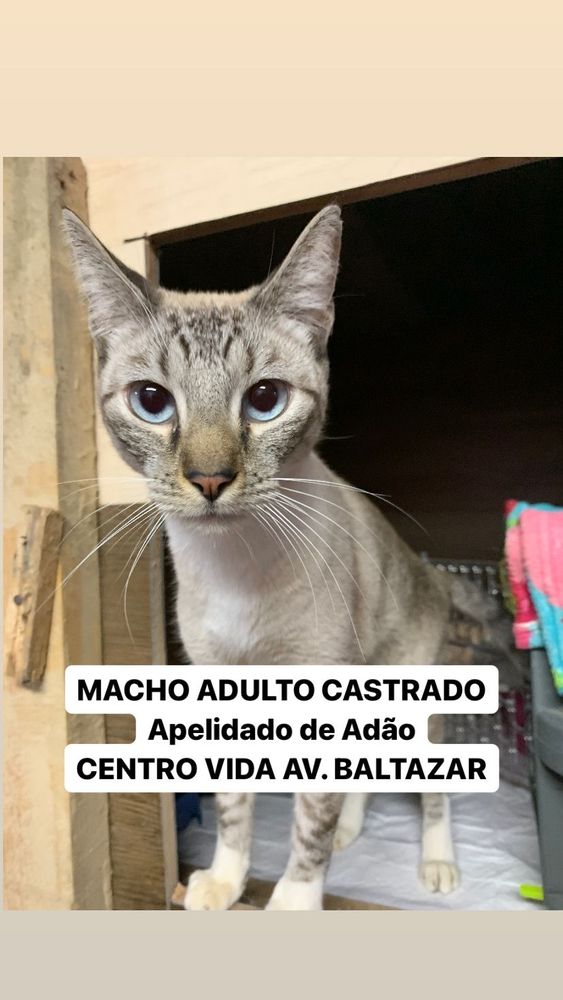 Gato