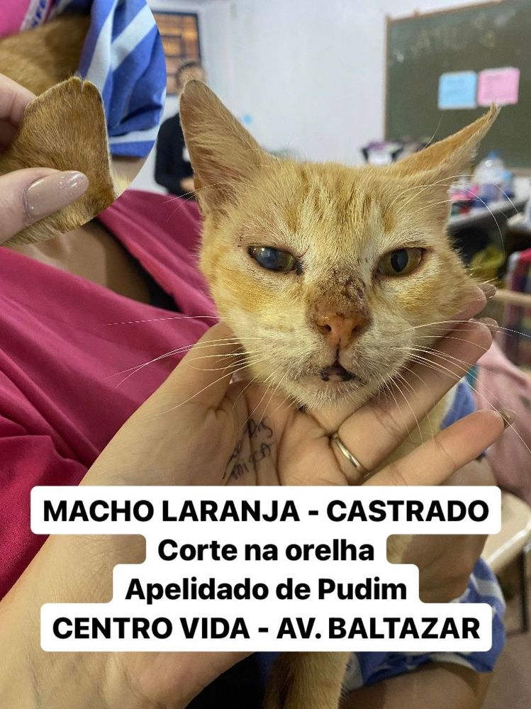 Gato