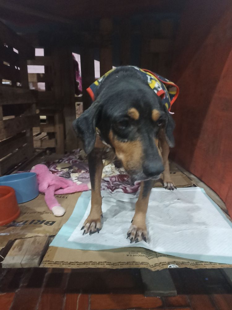 Cão