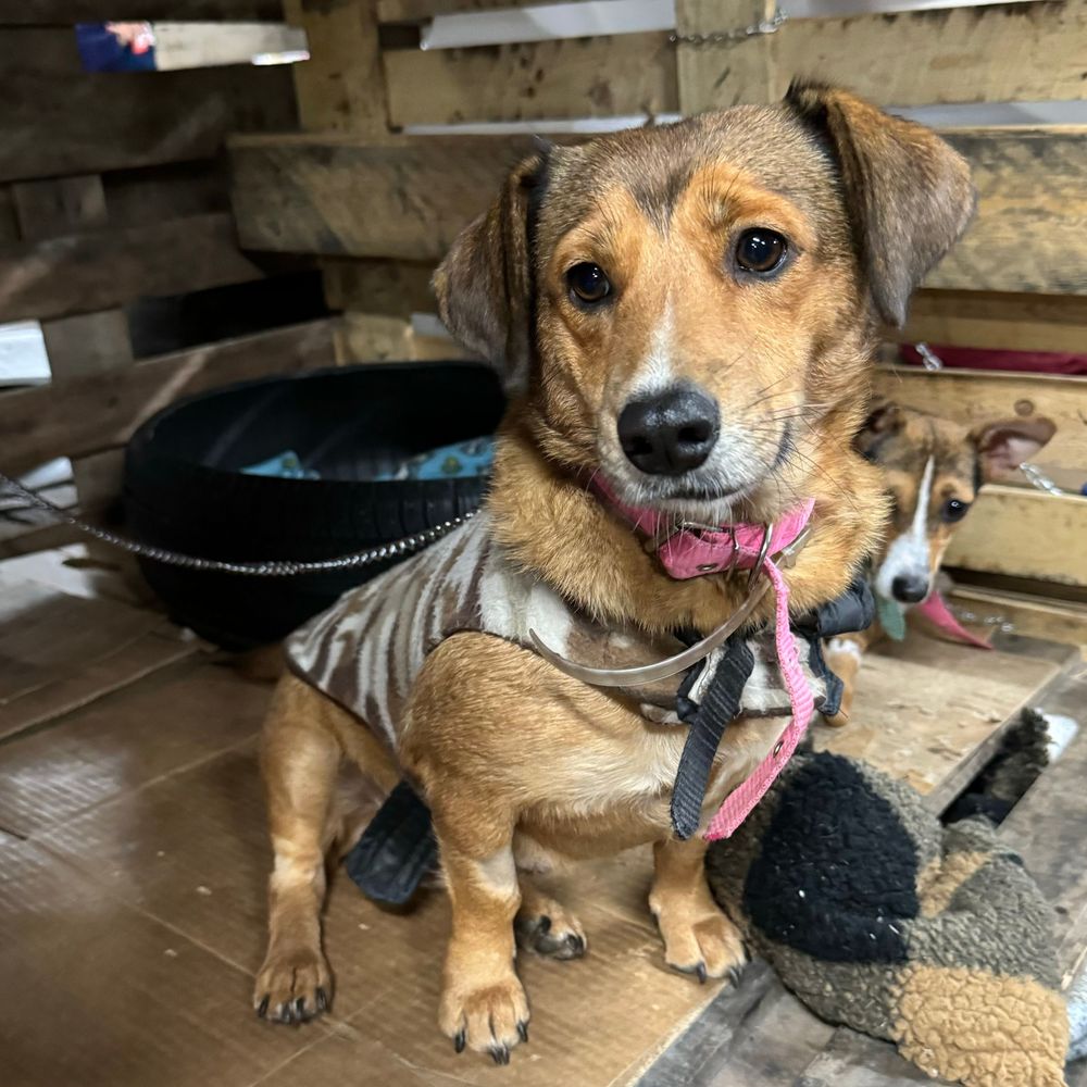 Cão