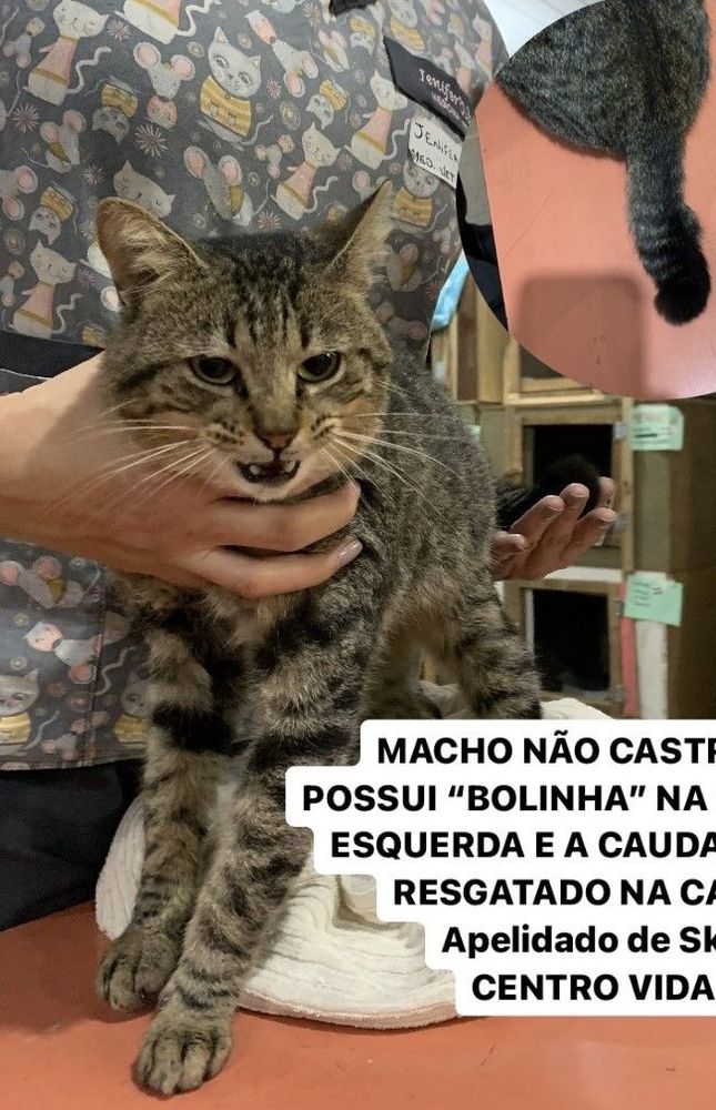 Gato