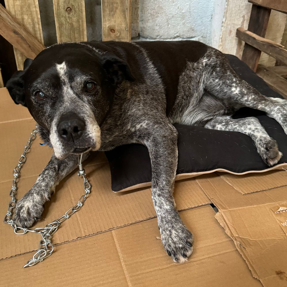 Cão