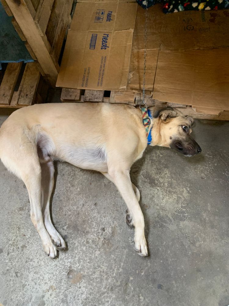 Cão