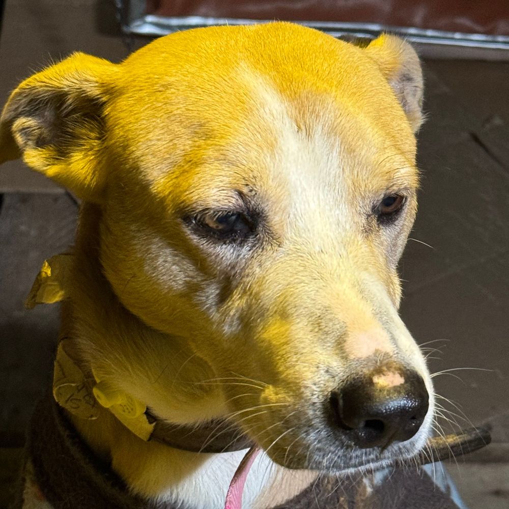 Cão