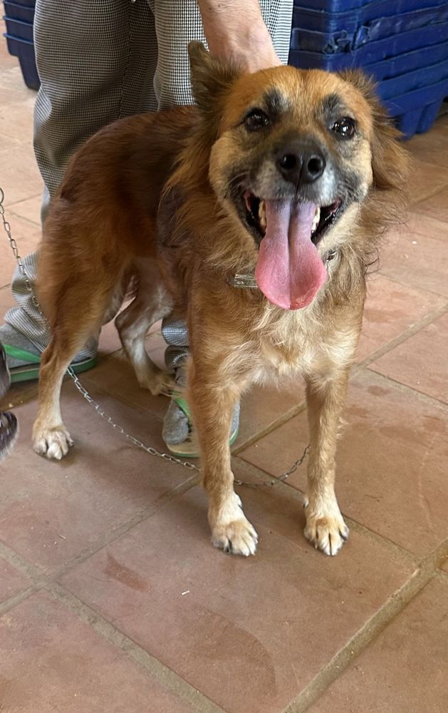 Cão