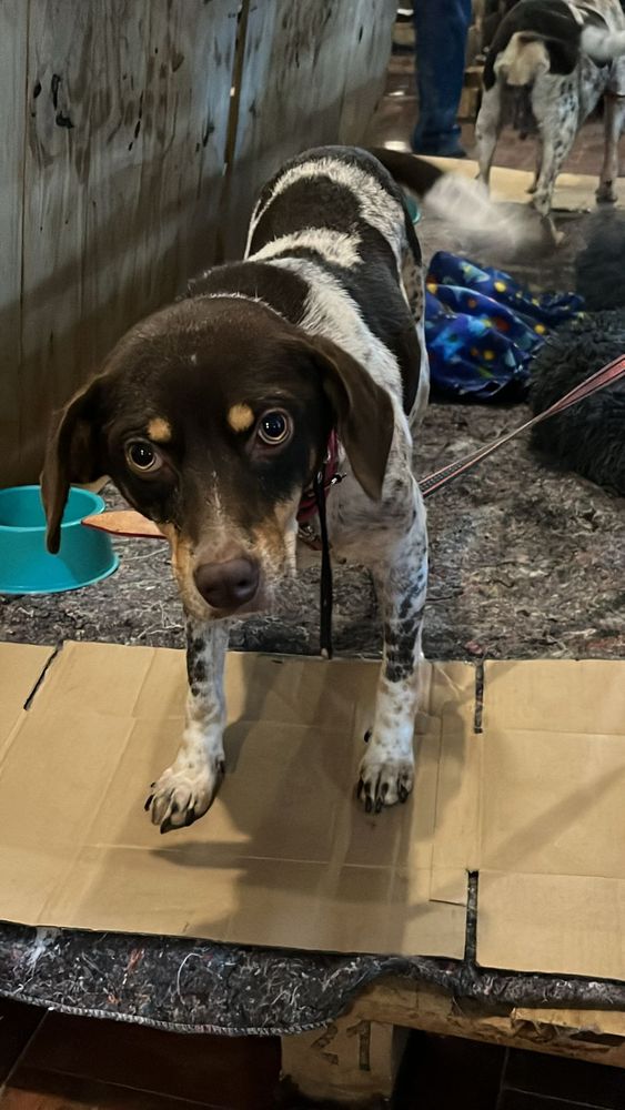 Cão