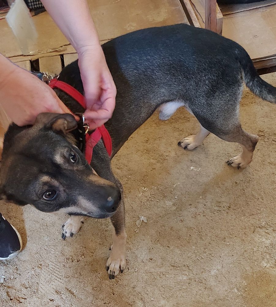 Cão