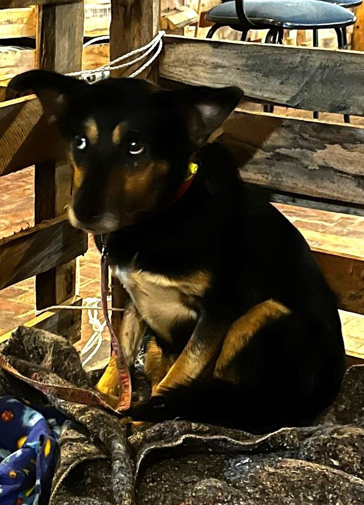 Cão