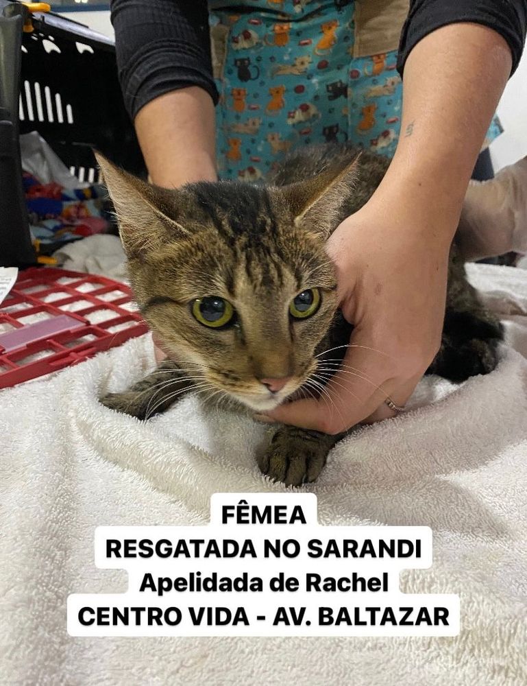 Gato