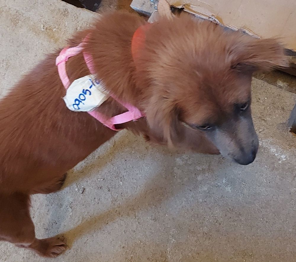 Cão
