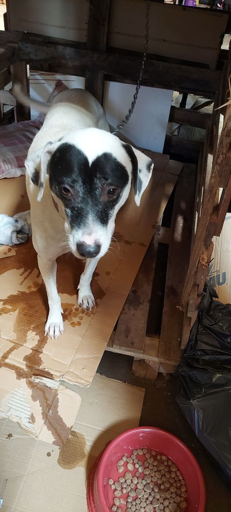 Cão
