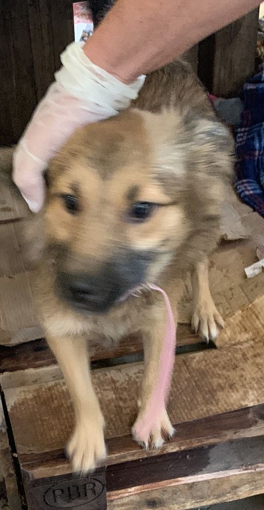 Cão