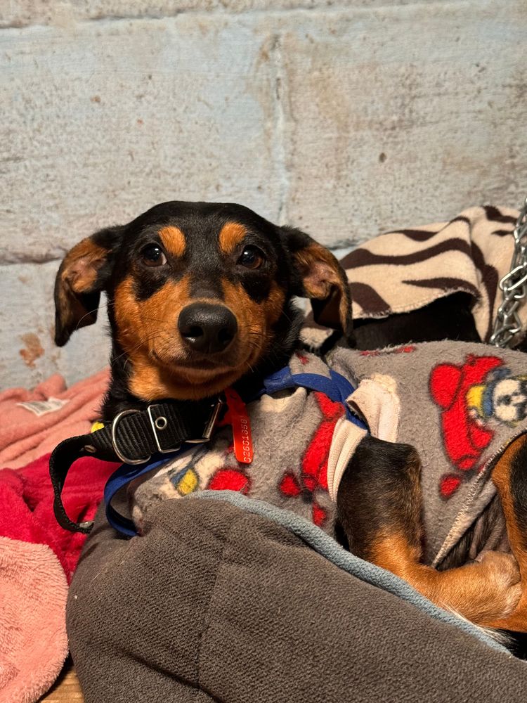Cão