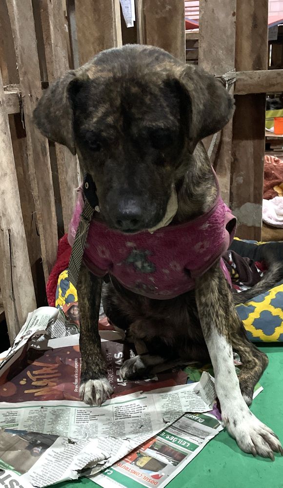 Cão