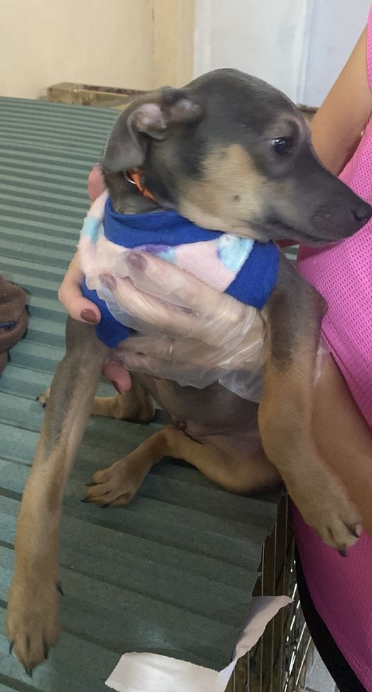 Cão
