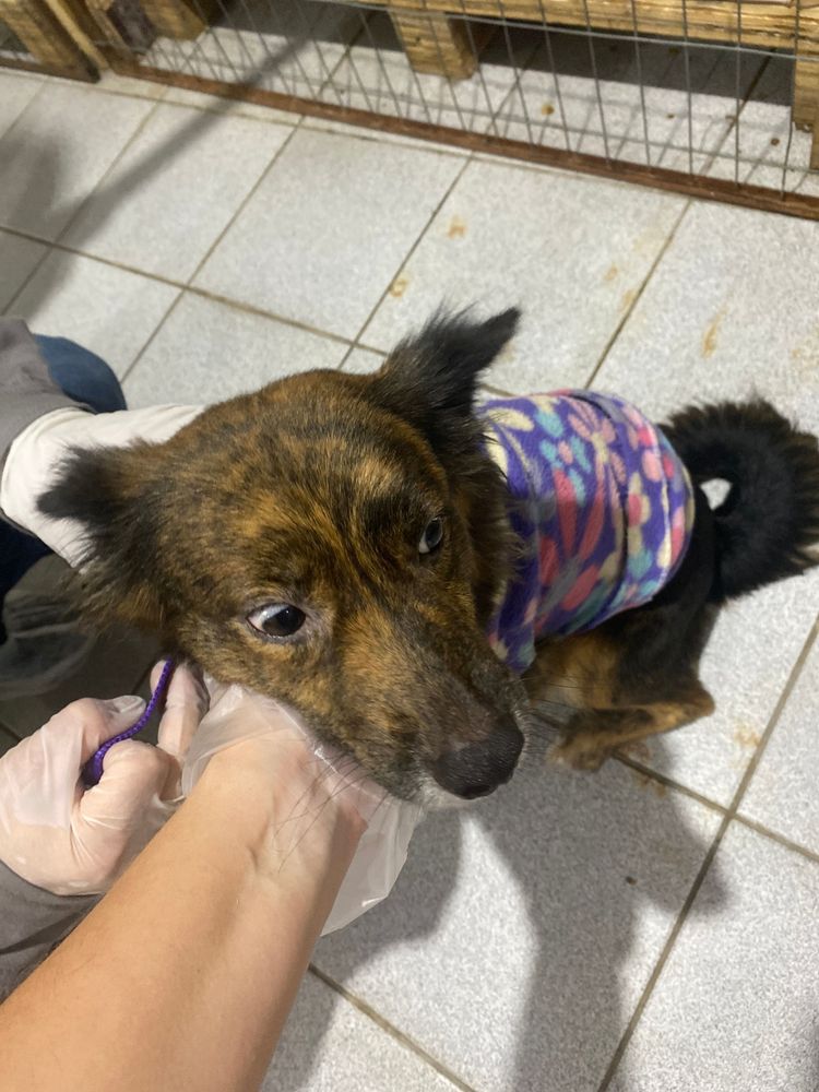 Cão
