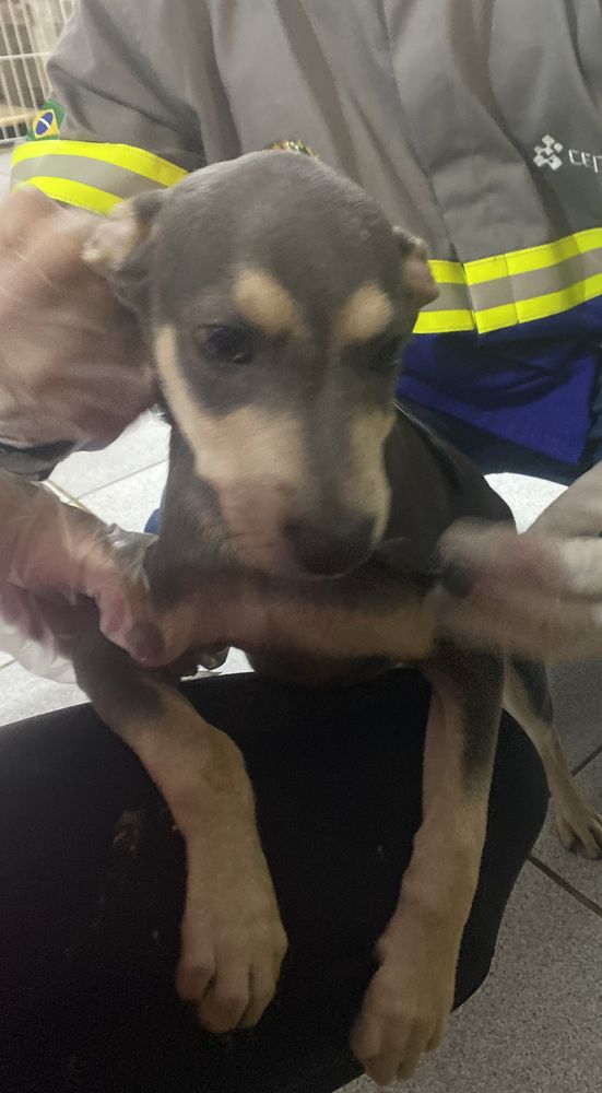 Cão