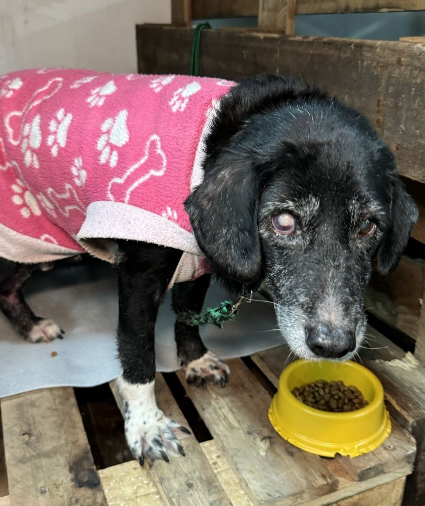Cão