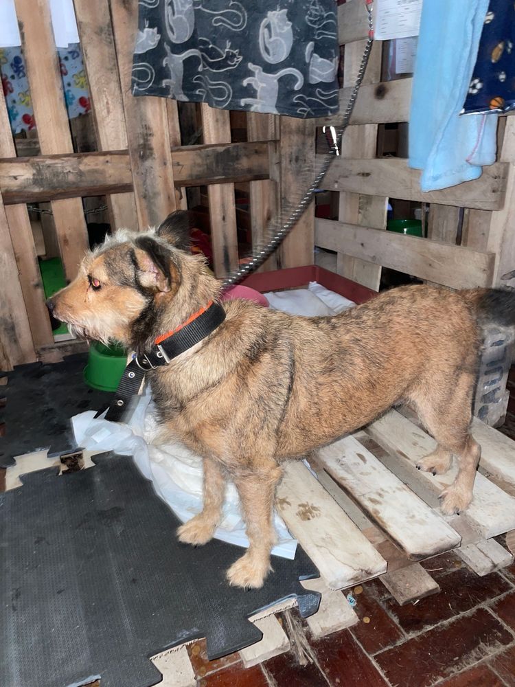Cão