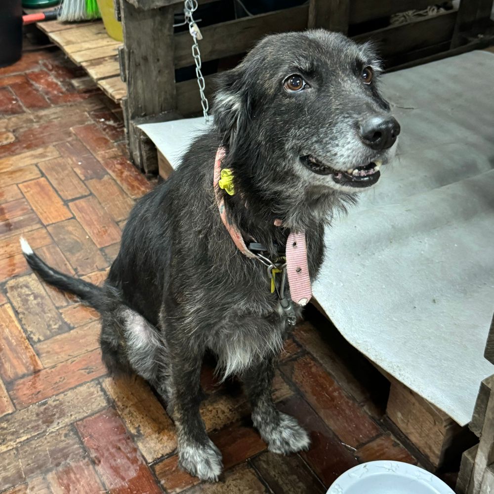 Cão