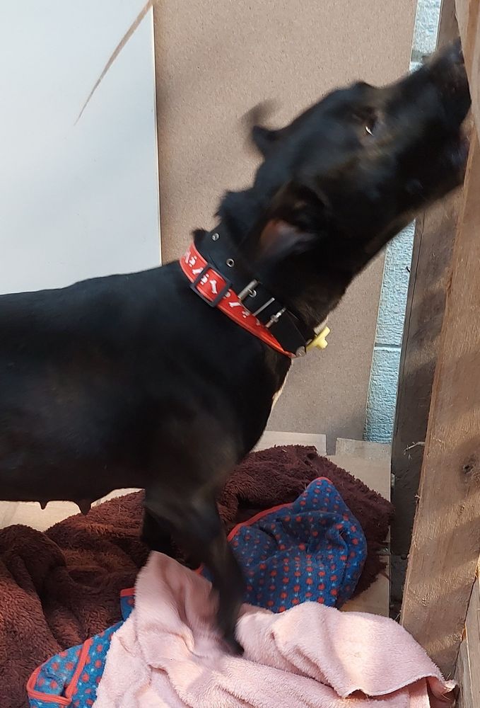 Cão