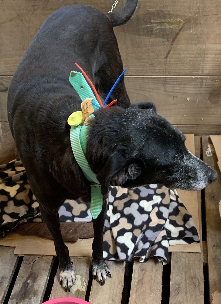 Cão