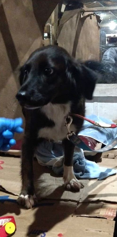 Cão