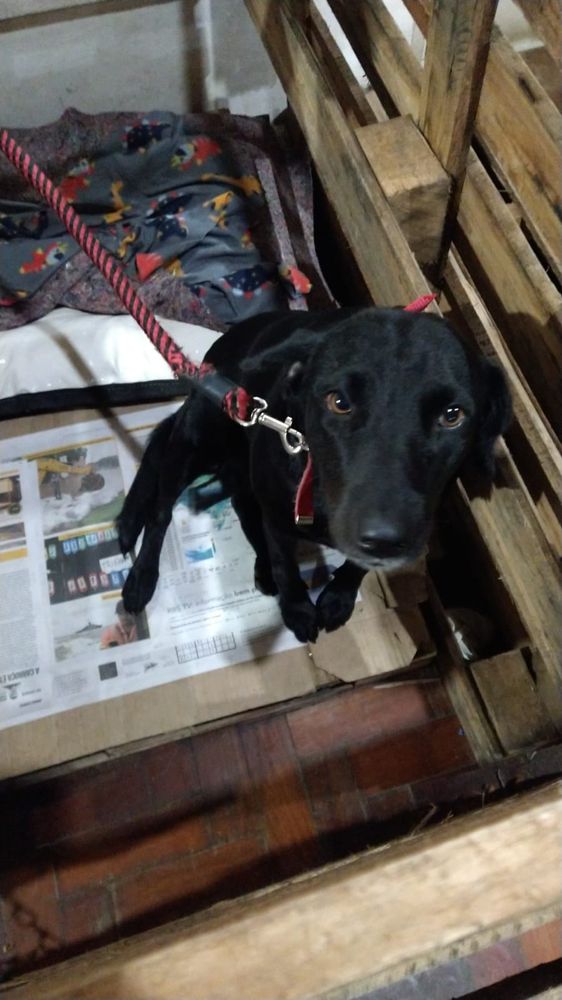 Cão