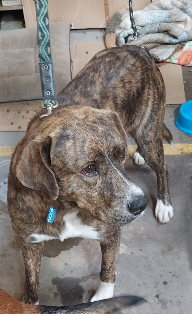 Cão