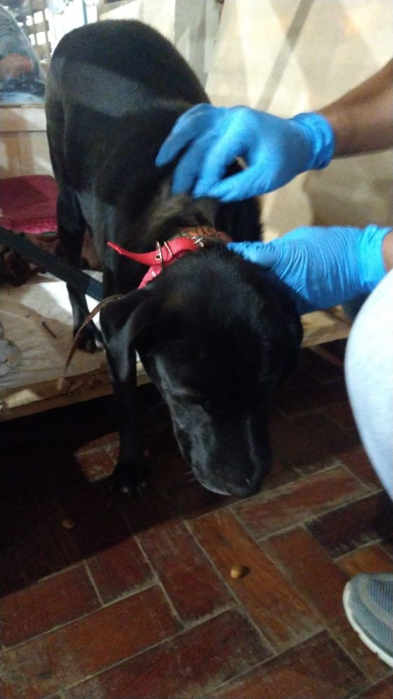 Cão