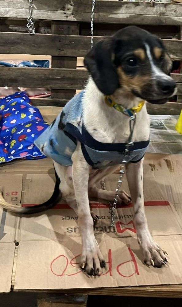Cão