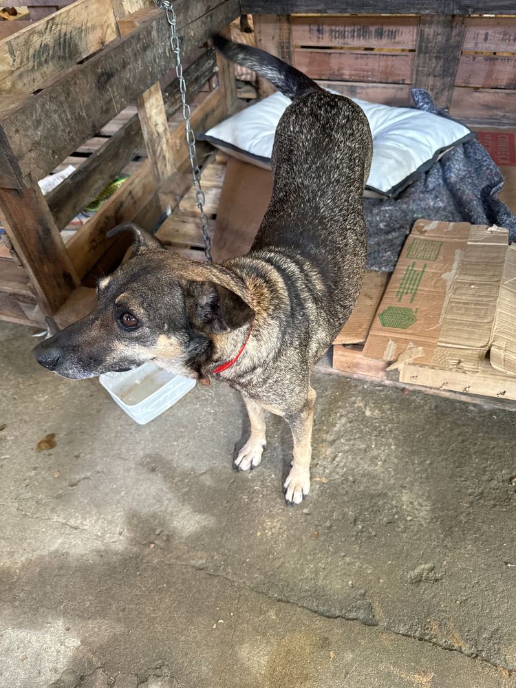 Cão