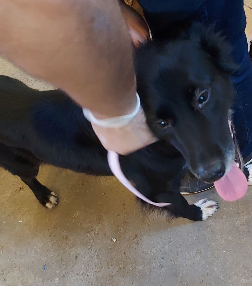 Cão