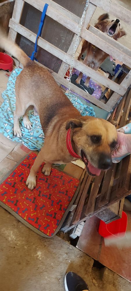 Cão