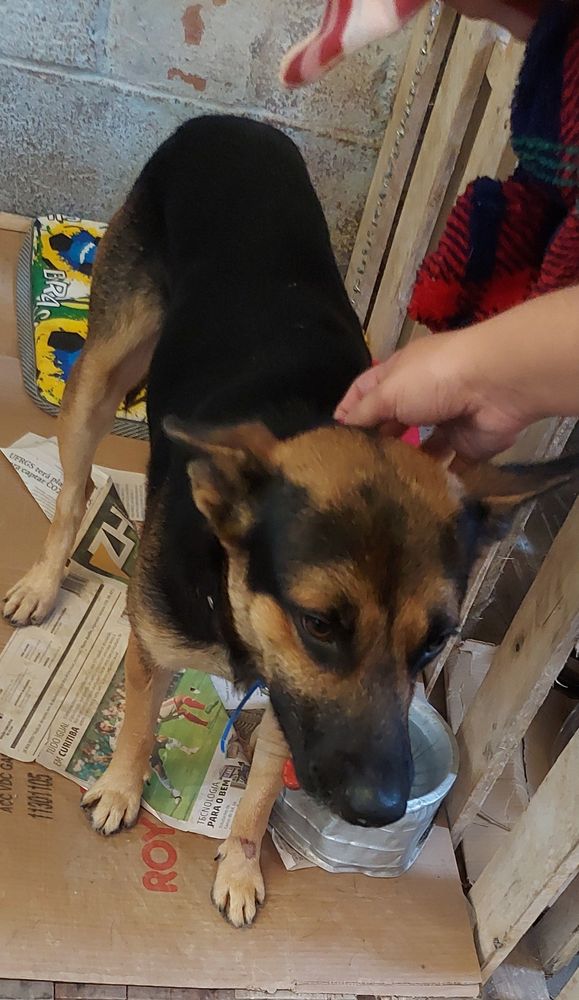 Cão