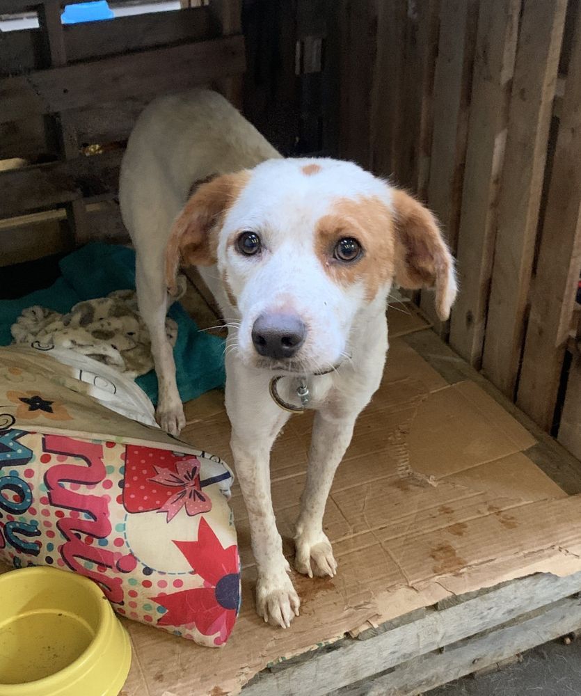 Cão