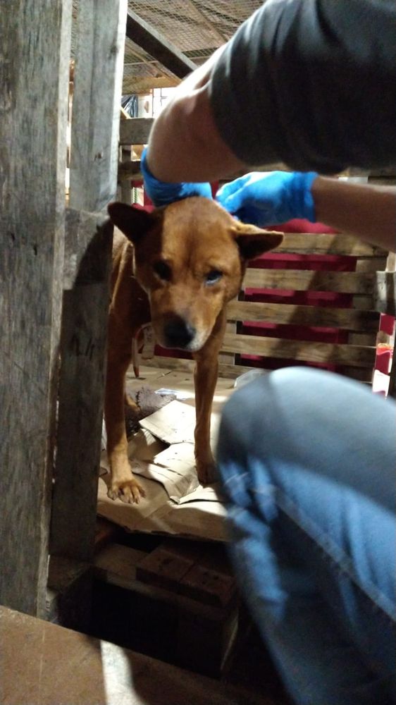 Cão