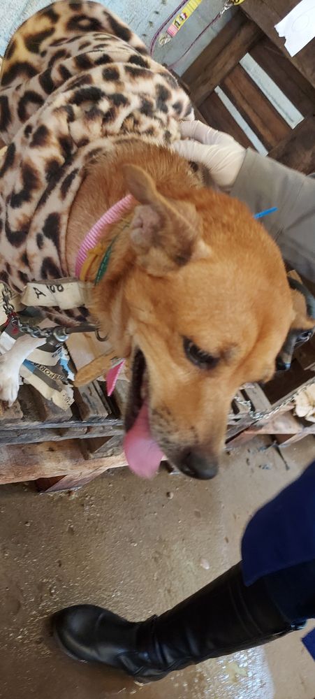 Cão