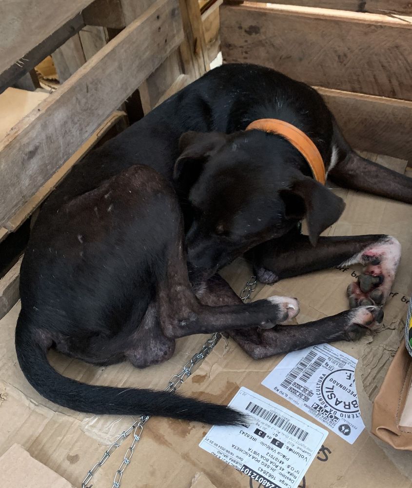 Cão