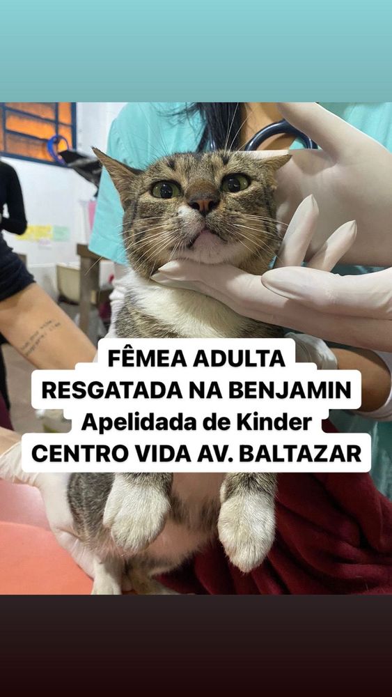 Gato